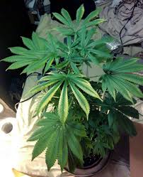 We did not find results for: How Far Should Grow Lights Be From Cannabis Plants Grow Weed Easy