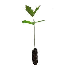 Image result for oak sapling