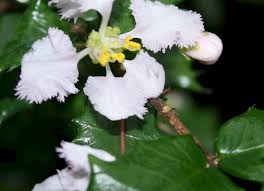 Image result for Malpighia