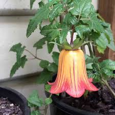 Image result for Canarina