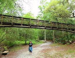 Ravine gardens state park is a beautiful florida state park located in palatka, florida. Swinging Bridge Picture Of Ravine Gardens State Park Palatka Tripadvisor
