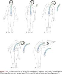 So while extension of a joint refers to stretching it or straightening it within its normal limits, hyperextension refers to stretching neck arthritis? Yoga And The Spine Yoga Anatomy 2nd Edition
