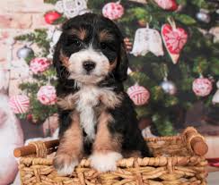 Check spelling or type a new query. Bernedoodle Puppies For Sale Standard And Mini F1 And F1b Home Facebook