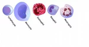 لام خون،مورفولوژی گلبول قرمز(RBC)،شمارش افتراقی گلبول سفید(WBC) - آزمایشگاه  آنلاین هوم لب