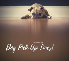 31 Best Dog Pick Up Lines That Are Perfect Fit For Your Pet A Z Captions