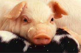 Learn vocabulary, terms and more with flashcards, games and other study tools. La Castration A Froid Des Animaux De Ferme Des Avis Partages La Nouvelle Union Et L Avenir De L Erable