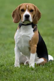 Top 5 Best And Worst Dogs For Children Cute Beagles Beagle Puppy Beagle Dog