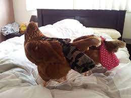 How to spatchcock (or butterfly) a whole chicken. Chicken Diapers Instructions How To Advice Chicken Diapers Silkie Chickens Pet Chickens