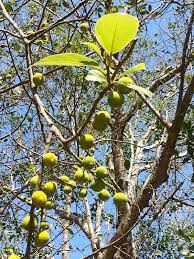 Image result for Ficus exasperata