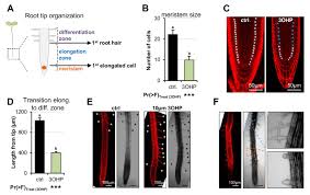 Corroborating the dni ratcliff's report of international intrusion, arturo d'elio outlined the scheme that proved successful. An Evolutionarily Young Defense Metabolite Influences The Root Growth Of Plants Via The Ancient Tor Signaling Pathway Elife