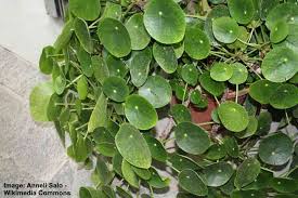 Child and teen development money housing how to make money with your apps esparkbiz home environment. Chinese Money Plant Care How To Grow Pilea Peperomioides