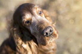 What Does It Mean When A Dog S Nose Is Dry Dog Myths Debunked Dog Ages Senior Dog Dogs