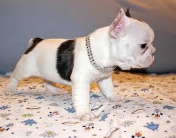 We did not find results for: French Bulldog For Sale Michigan The Y Guide