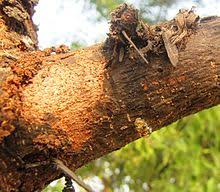 Arabic gum (acacia vera) aka arabic, egyptian gum, indian gum masculine. Gum Arabic Wikipedia