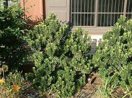 Myrsine Africana Growing Shrubs Types Of Soil Plants