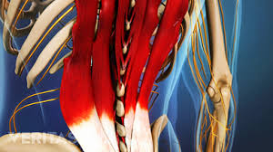 Muscles of the lower back and buttocks : Pulled Back Muscle And Lower Back Strain