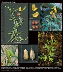 Image result for Crotalaria anthyllopsis
