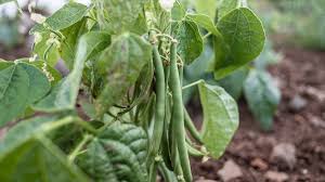 For a continuous crop, plant every 5 days for the first 6 weeks of the garden season. How To Grow Green Beans Grow Tips For Pole And Bush Beans 2021 Masterclass