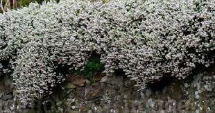Pin On White Flowers And Plants