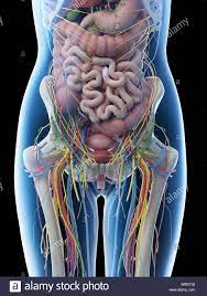 Check spelling or type a new query. Anatomy Of The Female Abdomen And Pelvis Stock Photo Alamy
