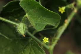 Image result for Kedrostis foetidissima