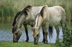 The tarpan, also known as the forest horse, once roamed the dense woodlands across europe to the russian steppes. Pin On Chevaux