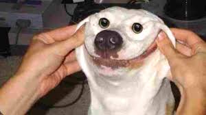 What you need for a puppy. 6 Reasons You Need A Puppy