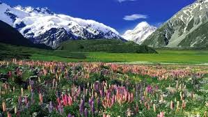 Maybe you would like to learn more about one of these? What Is A Field Of Flowers Quora