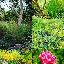 Perennial border plants are the basis of your flower beds. 5 Great Plants For Part Shade Gardens In Brisbane Seed Landscape Design