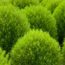 Image result for Scoparia