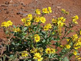 Image result for Verbesina encelioides