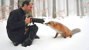 Le photographe est un professionnel de l'image. 20 Photos Qui Prouvent Qu Etre Photographe Animalier Est Le Plus Beau Job Du Monde