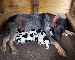 The blue tick coonhound is loyal and intelligent. Bluetick Coonhound Pets And Animals For Sale Texas