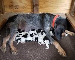 Blue tick hound puppy for sale. Bluetick Coonhound Pets And Animals For Sale Texas