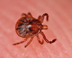 3 Ticks In Virginia And The Diseases They Cause Mosquito Tek Of Nova Lyme Disease Lyme Disease