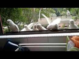 Bare eye cockatoo black palm cockatoo eleanora cockatoo goffin cockatoo major mitchell cockatoo moluccan cockatoo red tailed black cockatoo rose breasted cockatoo umbrella cockatoo. Wild Goffin Cockatoo Youtube