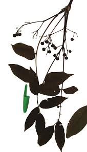 Image result for Fagaropsis