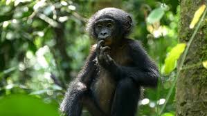 The bonobos app is a step up from the normal fashion label application in that it works as a love bonobos, love the app. Natur Exclusiv Das Verborgene Leben Der Bonobos Natur Exclusiv Br Fernsehen Fernsehen Br De