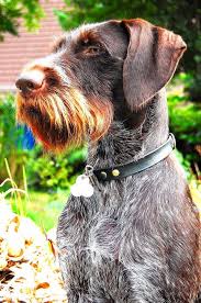 Deutsch Drahthaar Its Like A German Short Hair But With A Beard Lol Hybrid Dogs Irish Wolfhound Mix Irish Wolfhound Dogs
