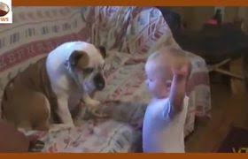 Baby Laughs Hysterically As Dog Pops Bubbles Videos Metatube