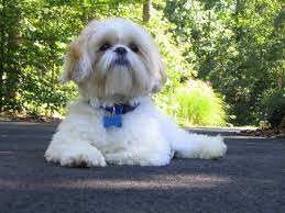 Male shih tzu haircuts teddy bear cut. The Top 5 Shih Tzu Haircut Styles The Dog People By Rover Com
