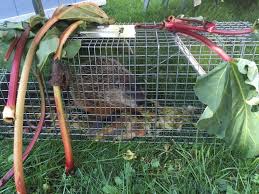 Bait, who needs bait to catch a groundhog? How To Trap A Groundhog Groundhog Bait Traps Groundhog