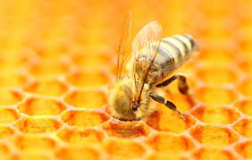 Shop through the nectar app or website to start collecting points now. Nectar And Pollen Producing Plants Of Alabama A Guide For Beekeepers Alabama Cooperative Extension System