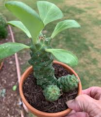 Image result for Monadenium pseudoracemosum