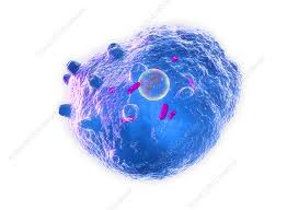 Image result for Chlamydia Trachomatis