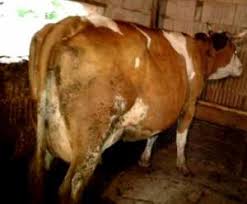 Animale PÄƒsÄƒri Stiriagricole Ro Part 19