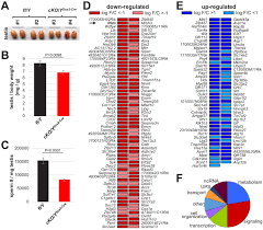 If an animal cell lacking nuclei then it would also lack in. Deficient Spermiogenesis In Mice Lacking Rlim Elife