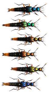 hesperus viridisplendens weird insects bugs and insects beautiful bugs
