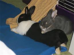 We did not find results for: Safe Rope String Binkybunny