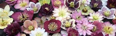 It can be difficult to try to find the perfect gift to send internationally to canada. Phoenix Perennials Mail Order Canada S Most Exciting Selection Of Garden Plants